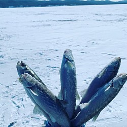 Зубарь
